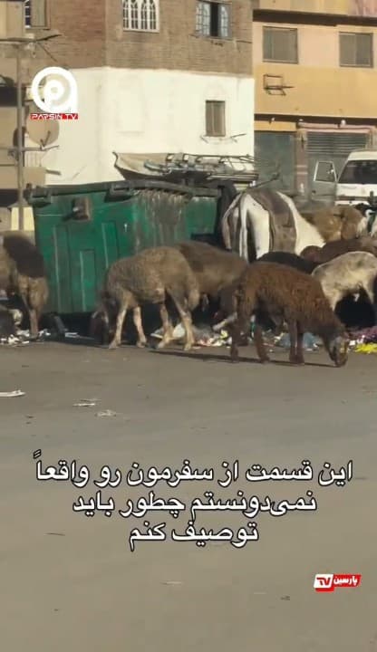 قاهره,مصر,اهرام مصر,کمپ دیوید